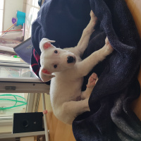 Dogo Arjantin, Köpek  Ice fotoğrafı