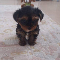 Yorkshire Terrier, Köpek  Lucky fotoğrafı