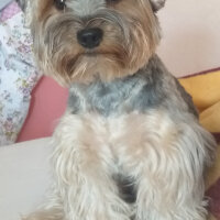 Yorkshire Terrier, Köpek  Lucky fotoğrafı