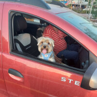 Yorkshire Terrier, Köpek  Lucky fotoğrafı