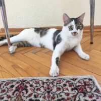 Tekir Kedi, Kedi  Nova fotoğrafı