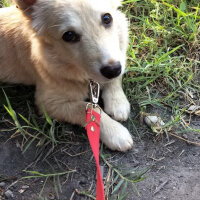 Cairn Terrier, Köpek  FiFi fotoğrafı