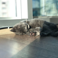 British Shorthair, Kedi  Marvelsu fotoğrafı