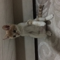 Tekir Kedi, Kedi  Karamel fotoğrafı