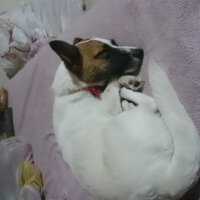 Jack Russell Terrier, Köpek  MayLo fotoğrafı