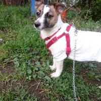 Jack Russell Terrier, Köpek  MayLo fotoğrafı