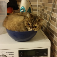British Shorthair, Kedi  Leia fotoğrafı