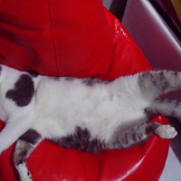 American Bobtail, Kedi  Jzargo fotoğrafı