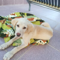 Golden Retriever, Köpek  Bilinmiyor fotoğrafı