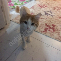 Cymric, Kedi  Minik fotoğrafı