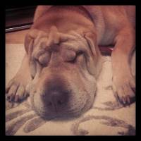 Çin Shar Pei, Köpek  LUSİE fotoğrafı