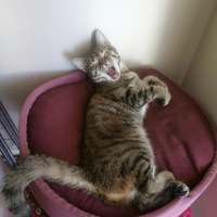 Tekir Kedi, Kedi  Pati fotoğrafı