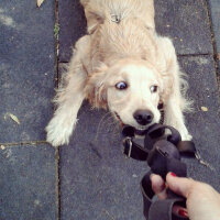 Amerikan Cocker Spaniel, Köpek  Uno fotoğrafı