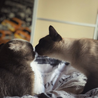 Siyam Kedisi, Kedi  Bade fotoğrafı