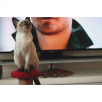 Siyam Kedisi, Kedi  Bade fotoğrafı