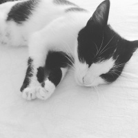 Tuxedo (Smokin) Kedi, Kedi  Zilli fotoğrafı