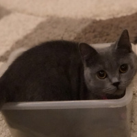 British Shorthair, Kedi  Prenses fotoğrafı