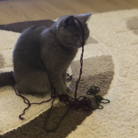 British Shorthair, Kedi  Prenses fotoğrafı