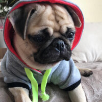 Pug, Köpek  Gucci fotoğrafı