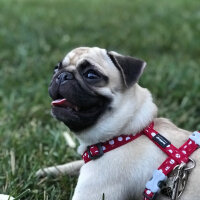 Pug, Köpek  Gucci fotoğrafı