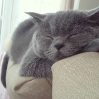 British Shorthair, Kedi  Bella fotoğrafı