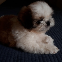 Shih Tzu, Köpek  Rendi fotoğrafı