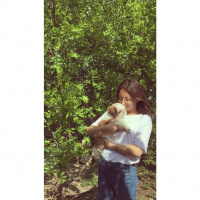 Shih Tzu, Köpek  Rendi fotoğrafı