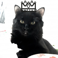 Tekir Kedi, Kedi  Meyan fotoğrafı
