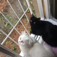 Tekir Kedi, Kedi  Meyan fotoğrafı