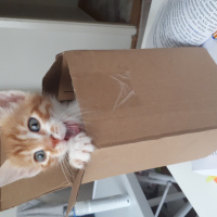 Tekir Kedi, Kedi  Meyan fotoğrafı