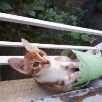 Tekir Kedi, Kedi  Meyan fotoğrafı