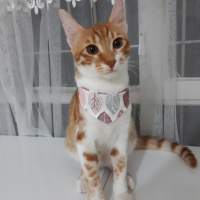 Tekir Kedi, Kedi  Meyan fotoğrafı