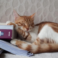 Tekir Kedi, Kedi  Meyan fotoğrafı