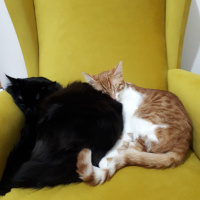 Tekir Kedi, Kedi  Meyan fotoğrafı