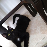 Ankara Kedisi, Kedi  Linda fotoğrafı