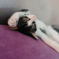 Tekir Kedi, Kedi  Thor fotoğrafı