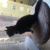Tekir Kedi, Kedi  Thor fotoğrafı