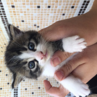 Tekir Kedi, Kedi  Thor fotoğrafı