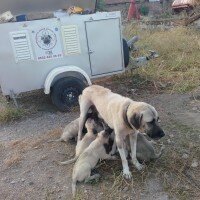 Kangal, Köpek  PRENSES fotoğrafı