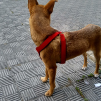 Minyatür Pinscher, Köpek  Cohn fotoğrafı