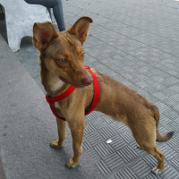 Minyatür Pinscher, Köpek  Cohn fotoğrafı