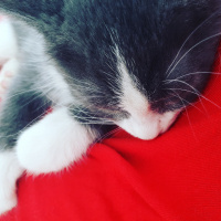 Scottish Fold, Kedi  Pati fotoğrafı