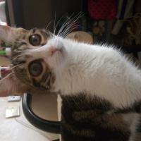 Tekir Kedi, Kedi  Fıstık fotoğrafı