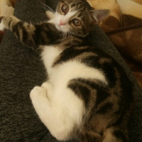 Tekir Kedi, Kedi  Fıstık fotoğrafı
