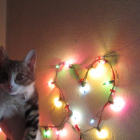 Tekir Kedi, Kedi  Fıstık fotoğrafı