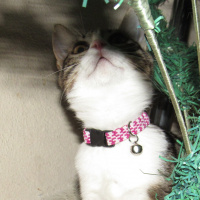 Tekir Kedi, Kedi  Fıstık fotoğrafı