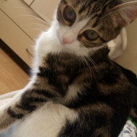 Tekir Kedi, Kedi  Fıstık fotoğrafı