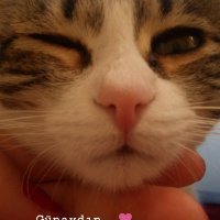 Tekir Kedi, Kedi  Fıstık fotoğrafı