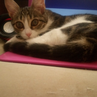 Tekir Kedi, Kedi  Fıstık fotoğrafı
