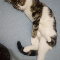 Tekir Kedi, Kedi  Fıstık fotoğrafı